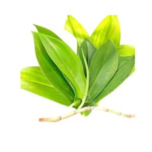 Thebu leaves | තෙබු කොළ