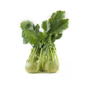 Nokhol